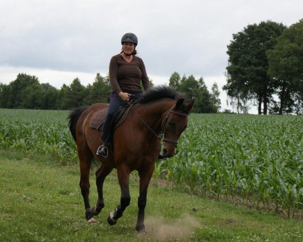 horse Romero 41 (German Warmblood, 1993, from Rocky's Sunshine)