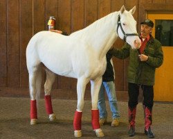 stallion Arctic Bright xx (Thoroughbred, 2007, from Painting Freedom xx)