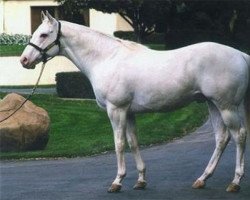 stallion Arctic White xx (Thoroughbred, 1999, from Airdrie Apache xx)