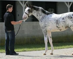 horse Art in Motion xx (Thoroughbred, 2008, from Allamystique xx)