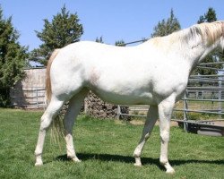 horse Colorful Secretary xx (Thoroughbred, 2005, from Airdrie Apache xx)