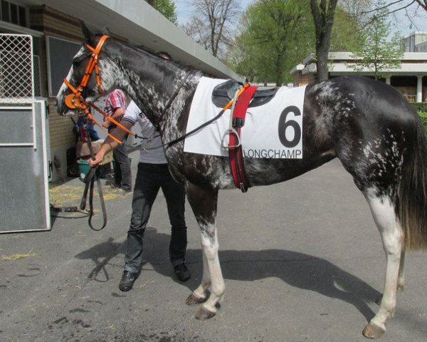 broodmare Color Legacy xx (Thoroughbred, 2012, from Color Notch Up xx)