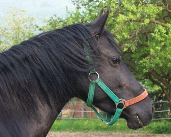 broodmare Jana (German Riding Pony, 1996, from Vulkan)