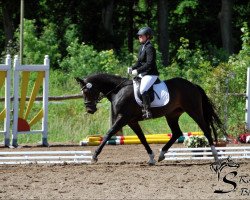 dressage horse Lulani 3 (Rhinelander, 2009, from Henglein's Licosto)