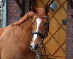 dressage horse Boujour Lieberty (Westphalian, 2009, from Beltoni)