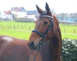 broodmare B' Don Röschen (Westphalian, 2007, from Don Bedo I)