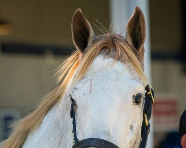 horse Hopes Great White xx (Thoroughbred, 2017, from Lucky Pulpit xx)