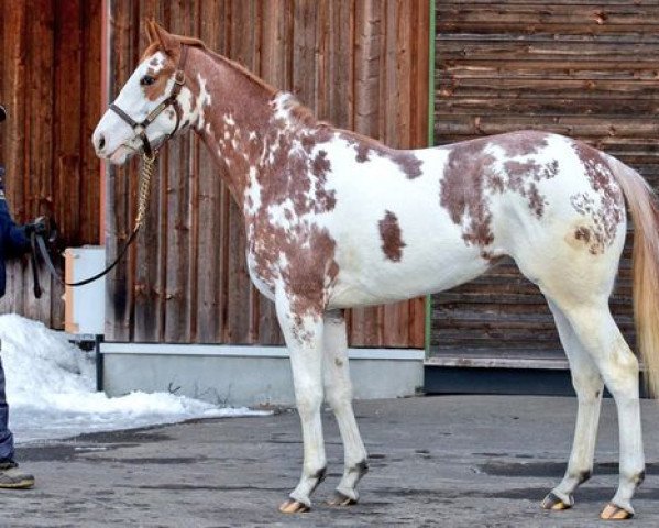 Pferd Latte Macchiato xx (Englisches Vollblut, 2017, von Novellist xx)