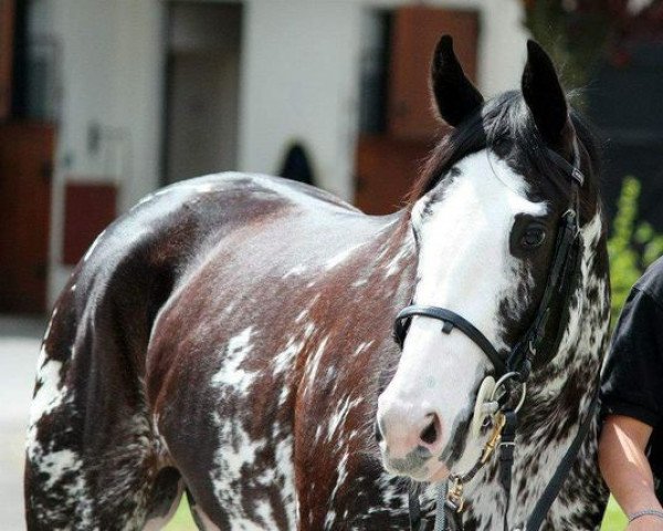 broodmare Painted Ballerina xx (Thoroughbred, 2009, from Paint the Cat xx)