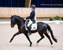 dressage horse Gruyter's Limited Edition (New Forest Pony, 2018, from Major)