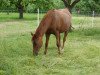 broodmare Seven Mountain Nanett (German Riding Pony, 1998, from Seven Mountain Natan)