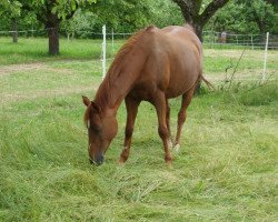 broodmare Seven Mountain Nanett (German Riding Pony, 1998, from Seven Mountain Natan)