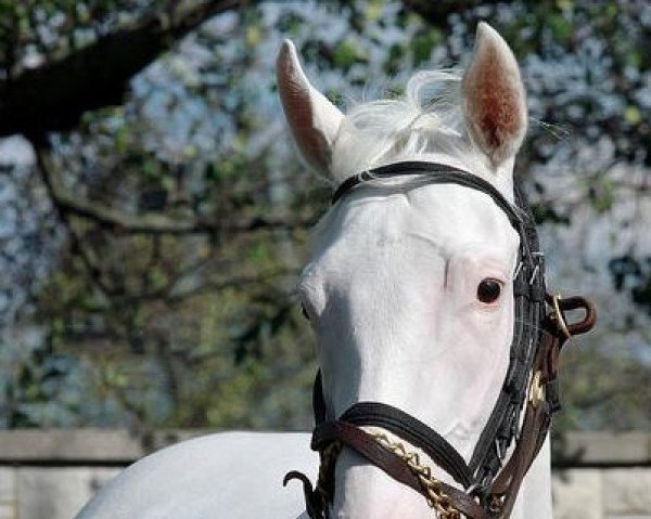 broodmare Patchen Princess xx (Thoroughbred, 2009, from Pioneering xx)