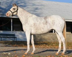 broodmare Polar Foxx xx (Thoroughbred, 2013, from Silver Mountain xx)