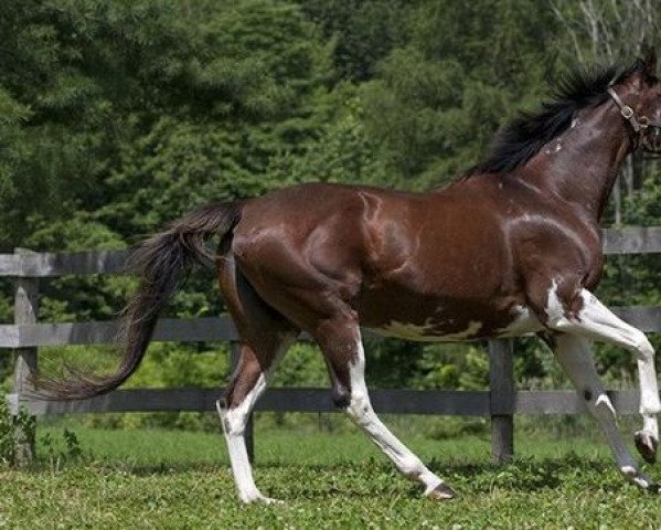 broodmare Puchi Trap xx (Thoroughbred, 1995, from Puchilingui xx)