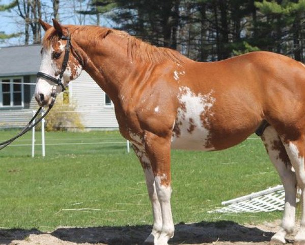 stallion Red White N Blaze xx (Thoroughbred, 2004, from Sato xx)