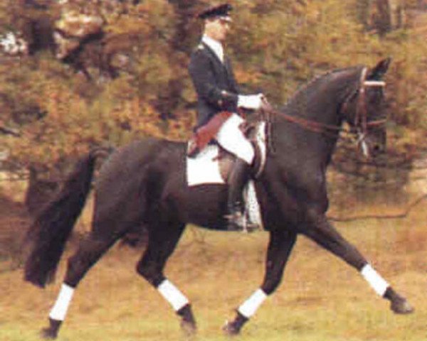 Pferd Salvano (Hannoveraner, 1984, von Salem)