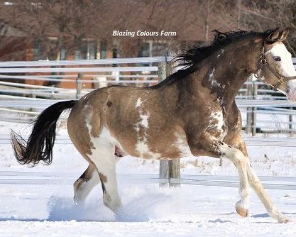 stallion Simba Twist xx (Thoroughbred, 2008, from Sato xx)