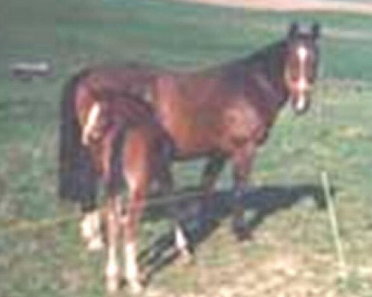 Zuchtstute Brenda (Rheinländer, 1981, von Bariton)