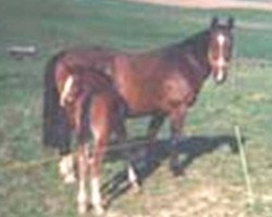 broodmare Brenda (Rhinelander, 1981, from Bariton)