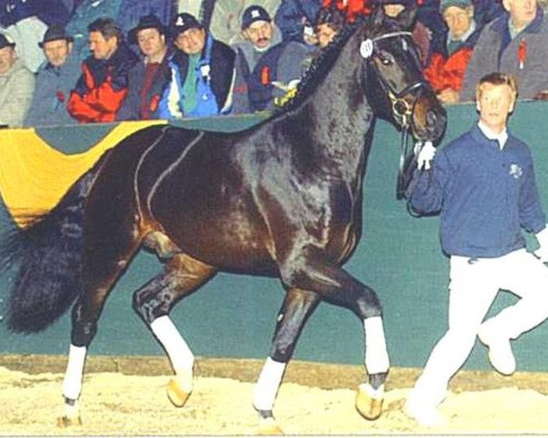 stallion Laissez faire (Württemberger, 2000, from Lancino de L)