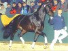 stallion Laissez faire (Württemberger, 2000, from Lancino de L)