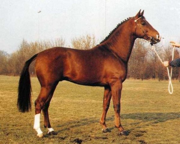 Deckhengst Amethist (Koninklijk Warmbloed Paardenstamboek Nederland (KWPN), 1982, von Nimmerdor)