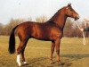 stallion Amethist (Dutch Warmblood, 1982, from Nimmerdor)