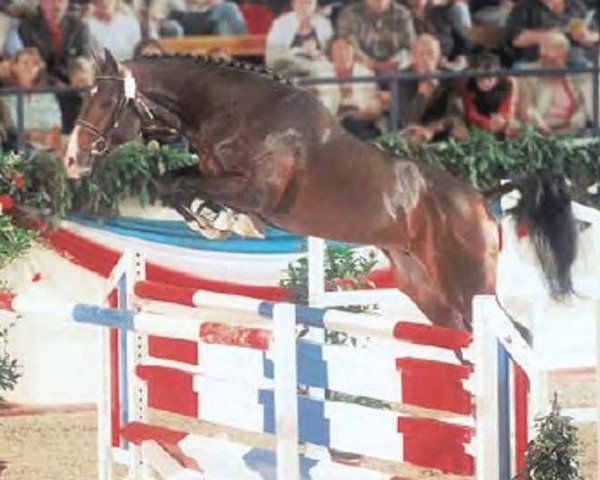 stallion Corrido 4 (Holsteiner, 2003, from Contender)