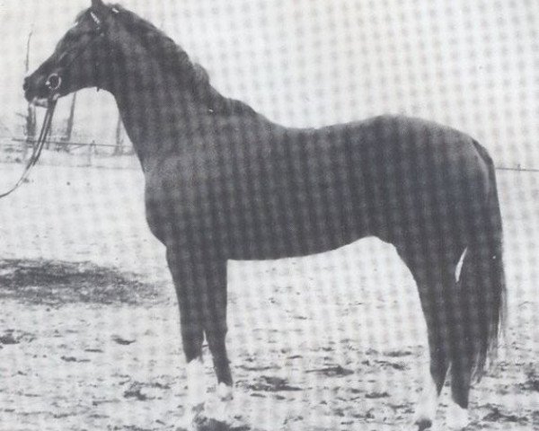 horse Germanist xx (Thoroughbred, 1969, from Zank xx)