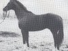 stallion Germanist xx (Thoroughbred, 1969, from Zank xx)