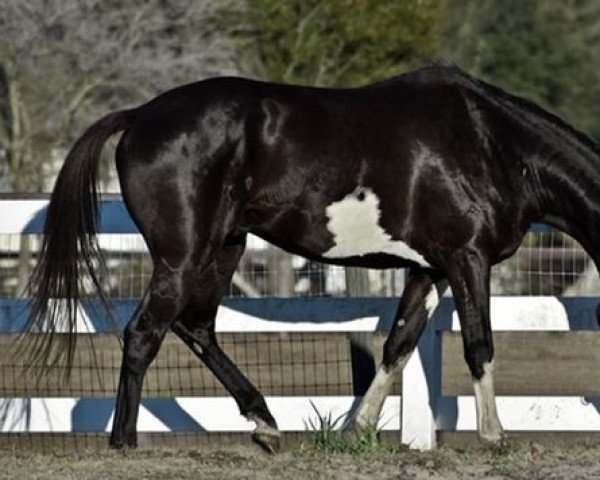 stallion Ivory Keys xx (Thoroughbred, 2018, from Risque Remarque xx)