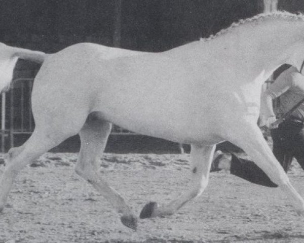 stallion Der Radetzky (Hanoverian, 1975, from Derby)