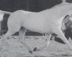 stallion Der Radetzky (Hanoverian, 1975, from Derby)