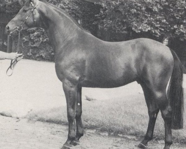 stallion Prinz Muthagen (Rhinelander, 1983, from Pasternak)