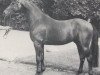 stallion Prinz Muthagen (Rhinelander, 1983, from Pasternak)