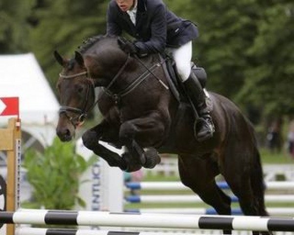 stallion Callistus (Oldenburg show jumper, 2004, from Carry Gold)