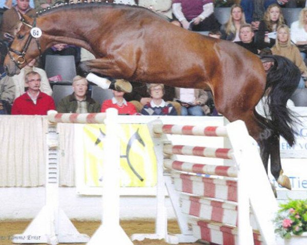 stallion Vesuv 35 (Hanoverian, 2004, from Vulkano 10)