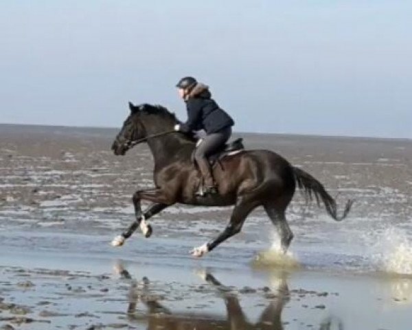 dressage horse D´Argostino (Westphalian, 2008, from Danone II)