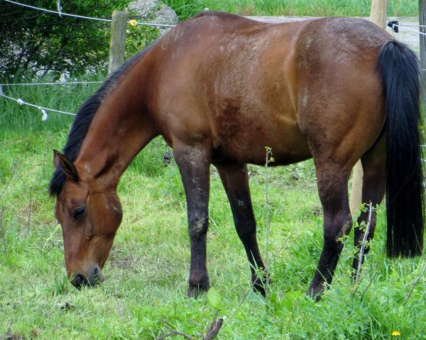 Dressurpferd Dana (Deutsches Reitpony, 2001)