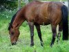 dressage horse Dana (German Riding Pony, 2001)