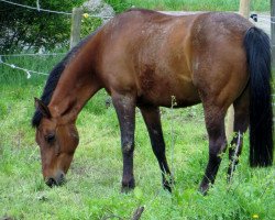 dressage horse Dana (German Riding Pony, 2001)