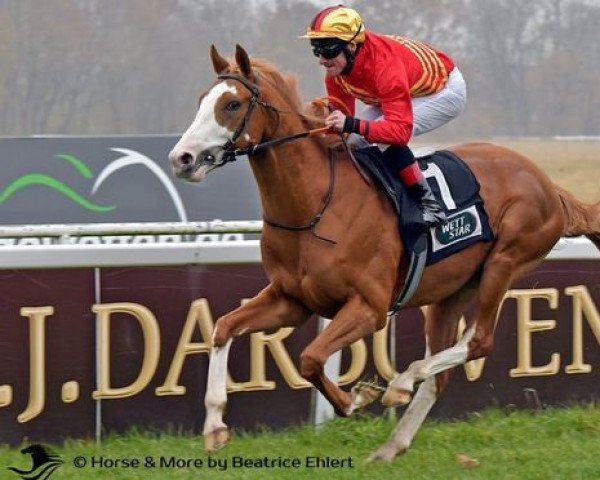 horse Antinanco xx (Thoroughbred, 2019, from Champs Elysees xx)