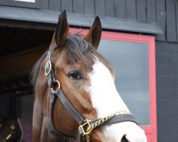 broodmare Fancy Dress Party xx (Thoroughbred, 2016, from Munnings xx)