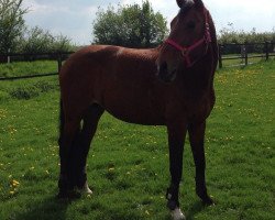 broodmare Wendy (Oldenburg, 1996, from Don Gregory)