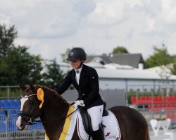 stallion Don Ed (German Riding Pony, 2018, from Dreidimensional AT NRW)