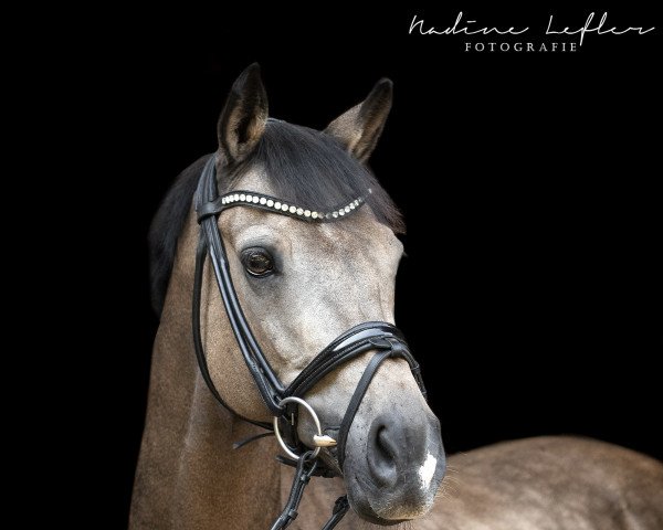 dressage horse Champ of Class (German Riding Pony, 2004, from FS Champion de Luxe)
