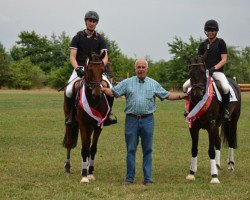 eventing horse Percy 266 (Westphalian, 2008, from Primeur's As)