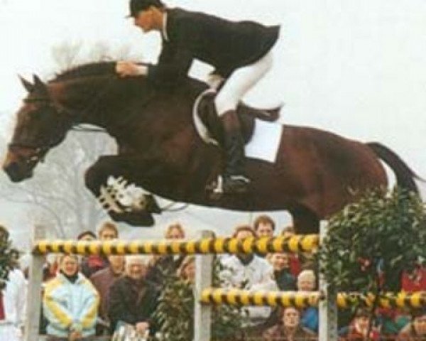 stallion Ekstein (KWPN (Royal Dutch Sporthorse), 1986, from Zion)