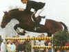 stallion Ekstein (Dutch Warmblood, 1986, from Zion)